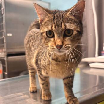 Domestic Short Hair Cats Available for Adoption - Lyla - Petsmart Belleville | PetCurious