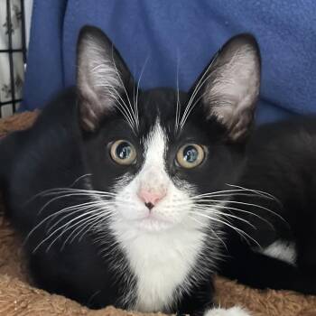 Domestic Short Hair Cats Available for Adoption in Chicago, Illinois - Saint Ignatius | PetCurious