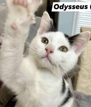 Domestic Short Hair Cats Available for Adoption - Odysseus  | PetCurious