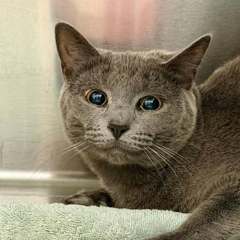 Lady Grey -  Domestic Short Hair Cat for Adoption in Scituate, Massachusetts - Lady Grey | PetCurious