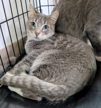 Domestic Short Hair Cats Available for Adoption - Mr Piggie / Foxie | PetCurious