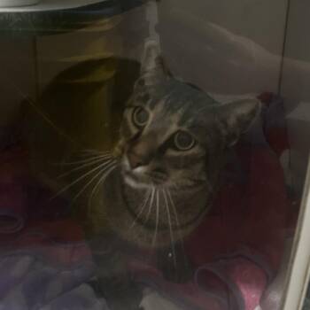 Sy -  Domestic Short Hair Cat for Adoption in Brighton, Missouri - Sy | PetCurious