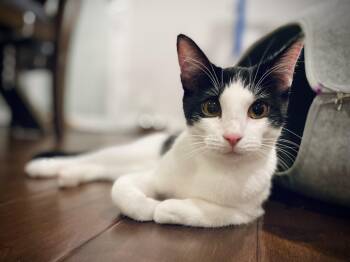 Cookies & Cream -  Domestic Short Hair Cat for Adoption in Torrance, California - Cookies & Cream | PetCurious