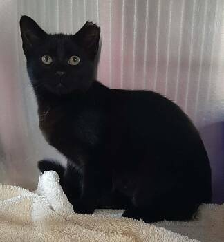 Bear -  Bombay and Domestic Short Hair Cat for Adoption in Georgetown, Ohio - Bear | PetCurious