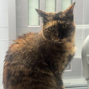 Money -  Domestic Short Hair Cat for Adoption in Waltham, Massachusetts - Money | PetCurious