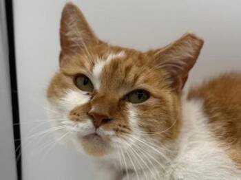 Domestic Short Hair Cats Available for Adoption in Portland, Oregon - Chip | PetCurious