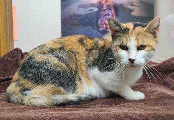 Rescue Torbie Cats for Adoption in Portage, Wisconsin - Carmeena | PetCurious