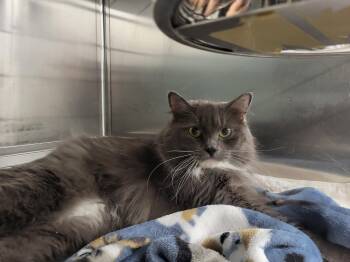 Rescue Domestic Long Hair Cats for Adoption in Westfield, Massachusetts - Wren | PetCurious