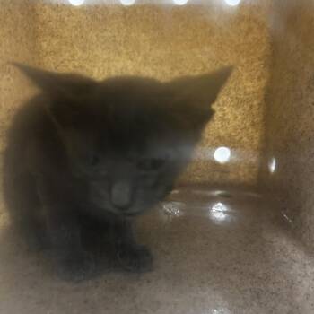 Norah -  Domestic Short Hair Cat for Adoption in Philadelphia, Pennsylvania - Norah | PetCurious