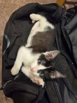Bolt -  Domestic Short Hair Cat for Adoption in Chicago, Illinois - Bolt | PetCurious