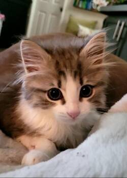 Trin -  Domestic Long Hair and Domestic Short Hair Cat for Adoption in Memphis, Tennessee - Trin | PetCurious