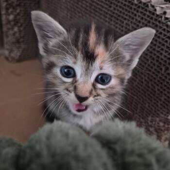 Jamboree -  Domestic Short Hair Cat for Adoption in Charlottesville, Virginia - Jamboree | PetCurious