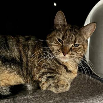 Rescue Domestic Short Hair Cats for Adoption in Saint Paul, Minnesota - Cali | PetCurious