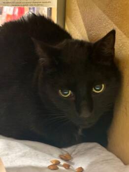 Tristan -  Domestic Short Hair Cat for Adoption in Lambertville, New Jersey - Tristan | PetCurious