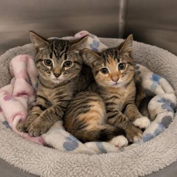 Kip -  Domestic Short Hair Cat for Adoption in Long Beach, California - Kip | PetCurious