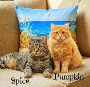 Spice  *kitten* -  Tabby Cat for Adoption in Culpeper, Virginia - Spice  *kitten* | PetCurious