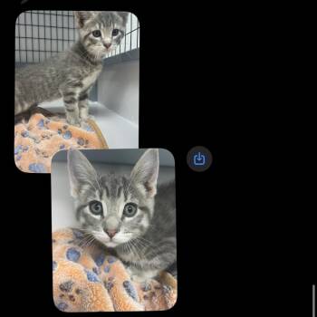 Domestic Short Hair Cats Available for Adoption in Shelbyville, Illinois - Male 1 - Gray Tabby | PetCurious