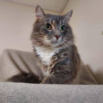 Newman -  Domestic Medium Hair Cat for Adoption in Falls Creek, Pennsylvania - Newman | PetCurious
