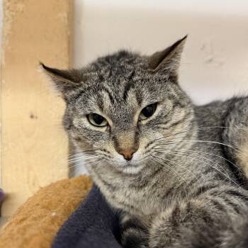 Lucy -  Domestic Short Hair Cat for Adoption in Chisholm, Minnesota - Lucy | PetCurious