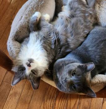 Sterling (Sissy) -  Domestic Short Hair Cat for Adoption in Diamond Springs, California - Sterling (Sissy) | PetCurious