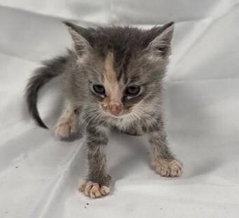 Jellybean -  Domestic Medium Hair and Domestic Short Hair Cat for Adoption in Fairhope, Alabama - Jellybean | PetCurious