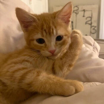 Rescue Domestic Short Hair and Tabby Cats for Adoption in Knoxville, Tennessee - Fonzie | PetCurious