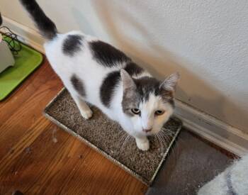 Rescue Domestic Short Hair Cats for Adoption in Springfield, Illinois - Spots | PetCurious