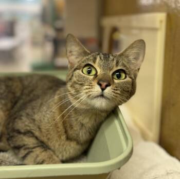 Domestic Short Hair Cats Available for Adoption - Bridget | PetCurious