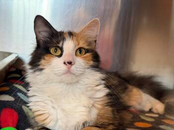 Starla -  Domestic Long Hair Cat for Adoption in Peru, New York - Starla | PetCurious