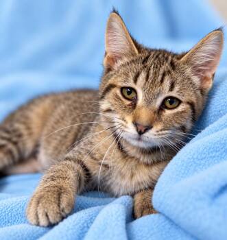 Belle -  Domestic Short Hair Cat for Adoption in Lagrange, Indiana - Belle | PetCurious