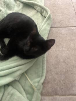 Rescue Domestic Short Hair Cats for Adoption in Holly Springs, Georgia - Clash | PetCurious