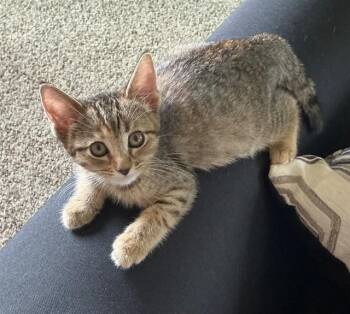 BRIDGET -  Domestic Short Hair Cat for Adoption in Omaha, Nebraska - BRIDGET | PetCurious