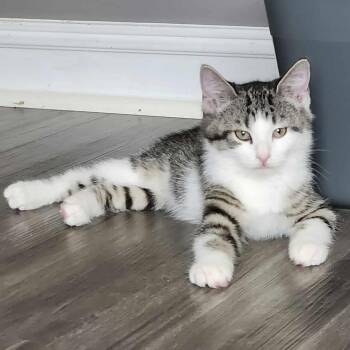 Rescue Domestic Short Hair Cats for Adoption in Plainfield, Illinois - Benatar | PetCurious