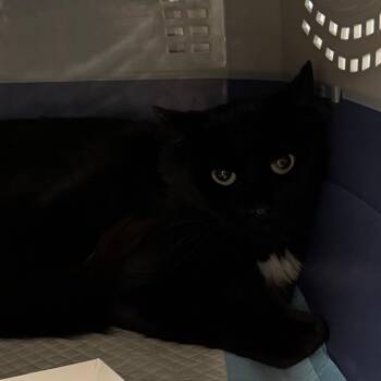Basil -  Domestic Medium Hair Cat for Adoption in Salt Lake City, Utah - Basil | PetCurious