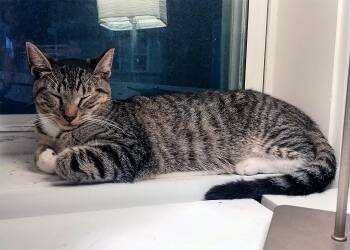 Rescue Domestic Short Hair Cats for Adoption in Union City, New Jersey - Kiko | PetCurious