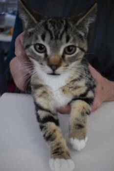 Domestic Short Hair Cats Available for Adoption - Dax (L543 K1) | PetCurious