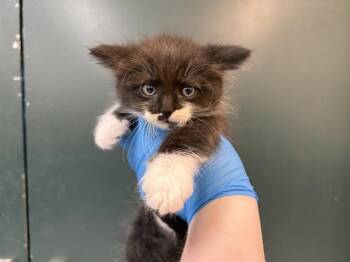 Domestic Medium Hair Cats Available for Adoption in Thousand Palms, California - FOXTROT | PetCurious