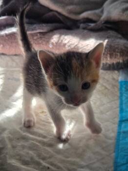 Elle -  Calico Cat for Adoption in Clifton, New Jersey - Elle | PetCurious