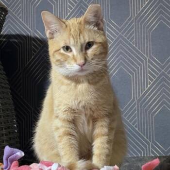 Domestic Short Hair Cats Available for Adoption - Vincent C6571 | PetCurious
