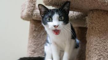 Rescue Domestic Short Hair and Tuxedo Cats for Adoption in Chandler, Arizona - Cecil Valentine (Bonded To Carla Pixar) | PetCurious