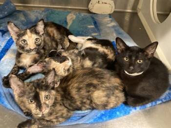 MILLIE -  Domestic Short Hair Cat for Adoption in Tustin, California - MILLIE | PetCurious