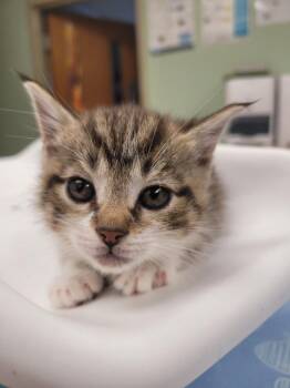 Turkey -  Domestic Medium Hair Cat for Adoption in Waverly, New York - Turkey | PetCurious