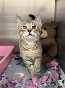 Domestic Short Hair Cats Available for Adoption in Buffalo, Minnesota - Taz | PetCurious