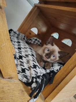 Kitten 28054 (Toast) -  Siamese Cat for Adoption in Parlier, California - Kitten 28054 (Toast) | PetCurious