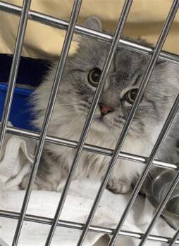 Bakou -  Domestic Short Hair Cat for Adoption in Montreal, Quebec - Bakou | PetCurious