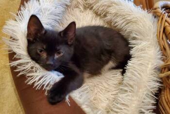 Chris Redfield -  Domestic Short Hair Cat Available for Adoption in North Brunswick Township, New Jersey - Chris Redfield | PetCurious