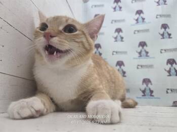 SHORTSTACK* -  Domestic Short Hair Cat for Adoption in Orlando, Florida - SHORTSTACK* | PetCurious