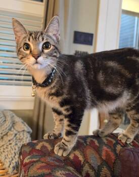 Domestic Short Hair Cats Available for Adoption in Houston, Texas - Piper | PetCurious