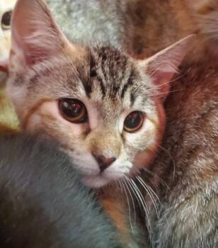 Di Lollo -  Domestic Short Hair Cat for Adoption in Kansas City, Missouri - Di Lollo | PetCurious
