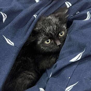 Rescue Domestic Medium Hair Cats for Adoption in Ferndale, Washington - Alcoa (Boo) | PetCurious